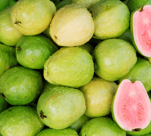 Guava Tree Fertilizer Haifa Group